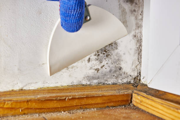 Best Emergency Mold Remediation  in Wellington, OH